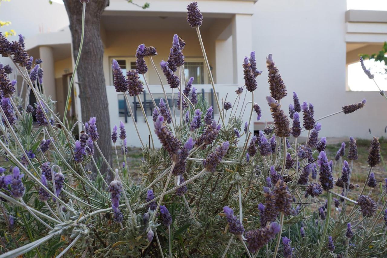 Olive House Villa มาเลีย ภายนอก รูปภาพ
